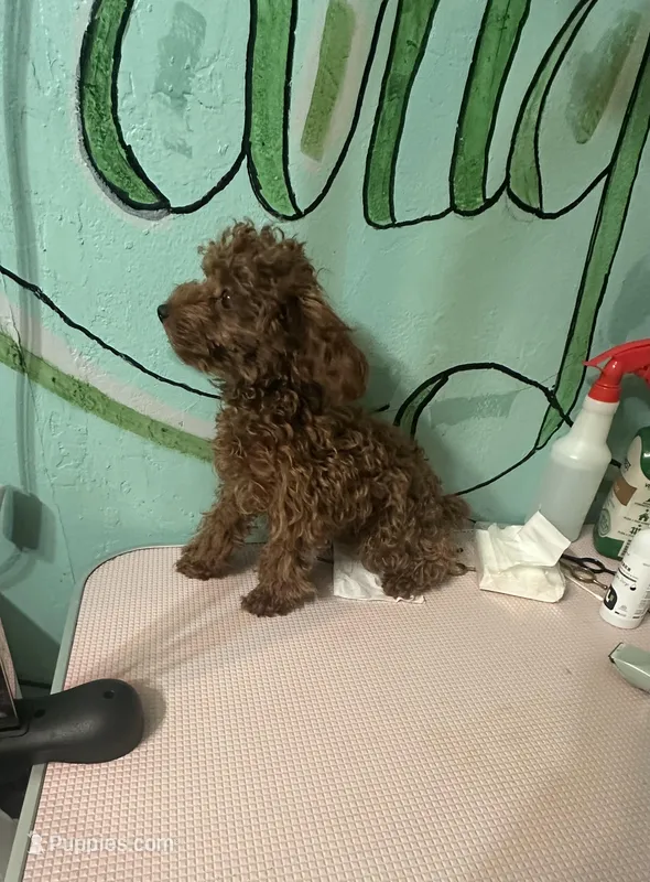 AKC Tcup f1 – Poodle - Toy  puppy for sale in Newalla, OK