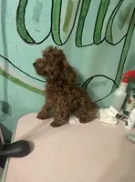 AKC Tcup f1, a female Poodle - Toy  for sale in Newalla, OK – 1 of 5