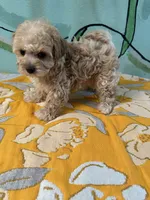 Maltipoo girl2 , a female Maltipoo for sale in Newalla, OK – 3 of 4