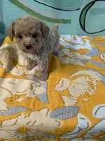 Teacup boy 1 , a male Shihpoo and Poodle - Toy  for sale in Newalla, OK – 4 of 5
