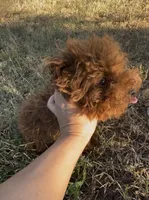 AKC Tcup F, a female Poodle - Toy  for sale in Newalla, OK – 1 of 4