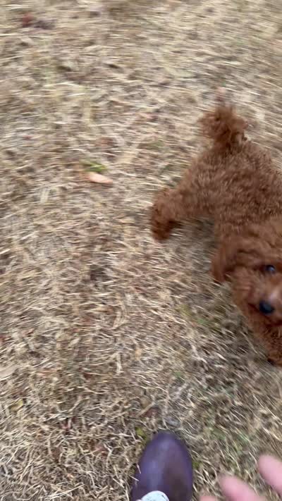 AKC teacup male, a male Poodle - Toy  for sale in Newalla, OK – 2 of 2