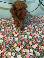 AKC Teacup girl#, a female Poodle - Toy  for sale in Newalla, OK – 3 of 4