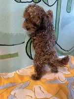 Maltipoo teacup girl, a female Maltipoo and Poodle - Toy  for sale in Newalla, OK – 2 of 2