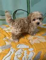 Maltipoo boy , a male Maltipoo and Poodle - Toy  for sale in Newalla, OK – 3 of 3
