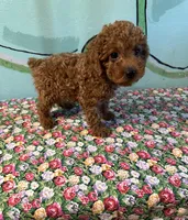 AKC Lily m3, a male Poodle - Toy  for sale in Newalla, OK – 2 of 2