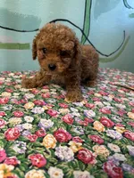 Shihpoo girl, a female Shihpoo for sale in Newalla, OK – 3 of 3