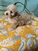 Maltipoo girl1, a female Maltipoo for sale in Newalla, OK – 3 of 4
