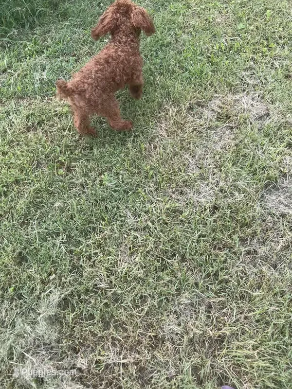 AKC TCup#m3 – Poodle - Toy  puppy for sale in Newalla, OK