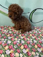 AKC rose f2, a female Poodle - Toy  for sale in Newalla, OK – 2 of 2