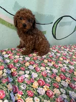 AKC lily girl , a female Poodle - Toy  for sale in Newalla, OK – 2 of 3