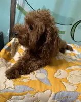 AKC teacup cute boy, a male Poodle - Toy  for sale in Newalla, OK – Photo 2 of 4