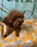 AKC teacup cute boy, a male Poodle - Toy  for sale in Newalla, OK – Photo 3 of 4