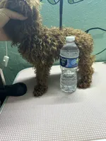 AKC teacup cute boy, a male Poodle - Toy  for sale in Newalla, OK – Photo 4 of 4