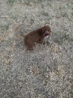 AKC #f, a female Poodle - Toy  for sale in Newalla, OK – 2 of 4