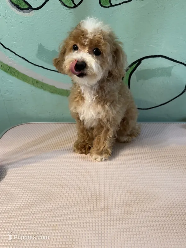 Teacup girl 1  – Shihpoo, Poodle - Toy  puppy for sale in Newalla, OK