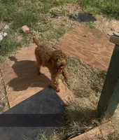 AKC boy, a male Poodle - Toy  for sale in Newalla, OK – 3 of 3