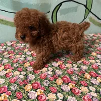 AKC Tcup#m2, a male Poodle - Toy  for sale in Newalla, OK – Photo 3 of 3