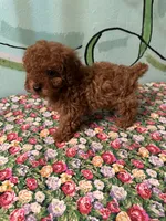 AKC Tcup#m2, a male Poodle - Toy  for sale in Newalla, OK – Photo 3 of 3
