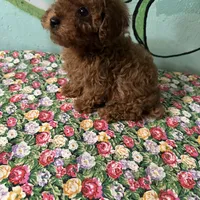 AKC Tcup#m2, a male Poodle - Toy  for sale in Newalla, OK – Photo 2 of 3