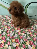 AKC Tcup#m2, a male Poodle - Toy  for sale in Newalla, OK – Photo 2 of 3