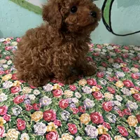 AKC Tcup#m2, a male Poodle - Toy  for sale in Newalla, OK – Photo 1 of 3