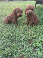 AKC TCup#m3, a male Poodle - Toy  for sale in Newalla, OK – 4 of 6
