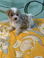 Teacup girl 1 , a female Shihpoo and Poodle - Toy  for sale in Newalla, OK – 4 of 5
