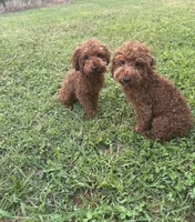 AKC TCup#m3, a male Poodle - Toy  for sale in Newalla, OK – 3 of 6