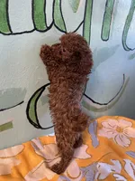 AKC teacup boy , a male Poodle - Toy  for sale in Newalla, OK – 3 of 4