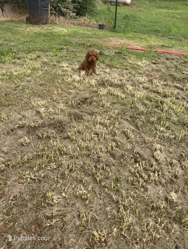 AKC Tcup#m2 – Poodle - Toy  puppy for sale in Newalla, OK