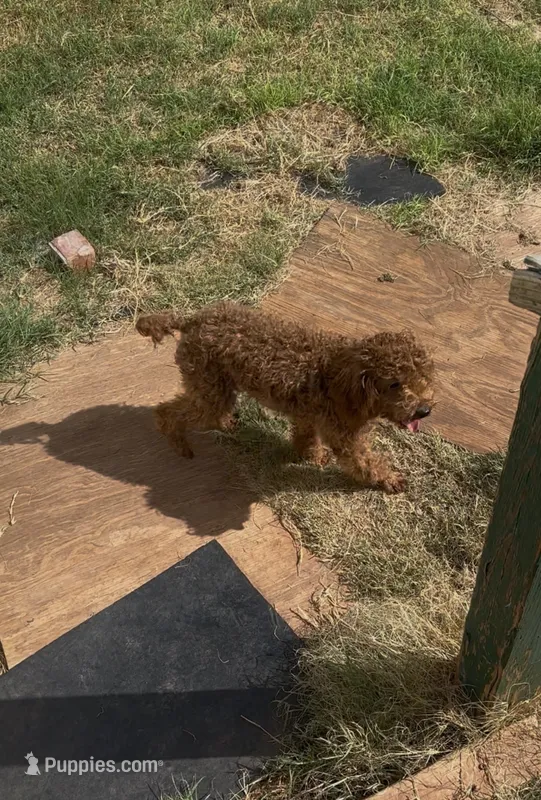 AKC boy – Poodle - Toy  puppy for sale in Newalla, OK