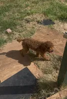 AKC boy, a male Poodle - Toy  for sale in Newalla, OK – 1 of 3