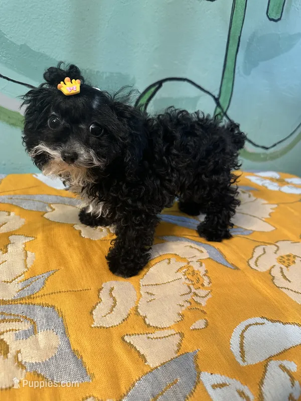 micro Girl 🐶  – Shihpoo, Poodle - Toy  puppy for sale in Newalla, OK