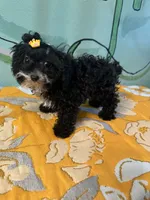 micro Girl 🐶 , a female Shihpoo and Poodle - Toy  for sale in Newalla, OK – 1 of 4