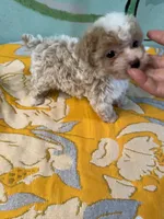 Teacup girl 1 , a female Shihpoo and Poodle - Toy  for sale in Newalla, OK – 2 of 5