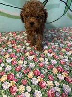 AKC Teacup girl#, a female Poodle - Toy  for sale in Newalla, OK – 4 of 4