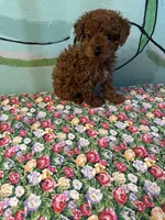 AKC rose f1 , a female Poodle - Toy  for sale in Newalla, OK – 2 of 2