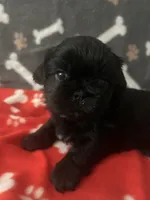 AKC full registeration 2 Champion Grandparents, a male Shih Tzu for sale in Mountlake Terrace, WA – 1 of 9