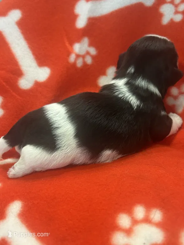 2 Champion Grandparents  MALE  Full AKC – Shih Tzu puppy for sale in Chico, CA