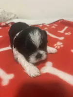 AKC full registeration FEMALE with 2 Champion Grandparents, a female Shih Tzu for sale in Chico, CA – 1 of 5