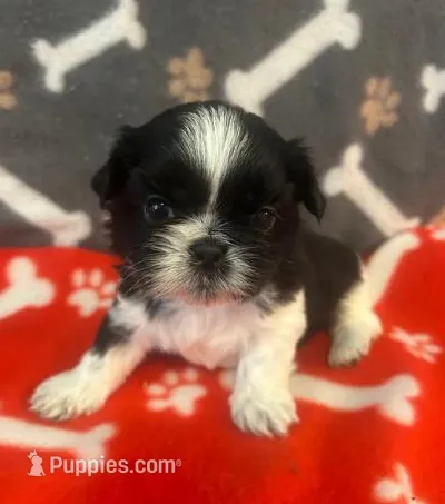 AKC 2 Champion Grandparents full registeration – Shih Tzu puppy for sale in Chico, CA