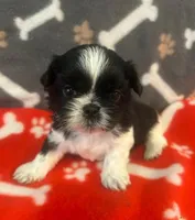 AKC 2 Champion Grandparents full registeration, a male Shih Tzu for sale in Chico, CA – 1 of 6