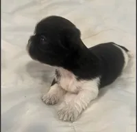 AKC full registeration MALE with 2 Champion Grandparents, a male Shih Tzu for sale in Chico, CA – 4 of 8