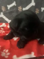 AKC black with 2 Champion Grandparents, a male Shih Tzu for sale in Mountlake Terrace, WA – 3 of 9