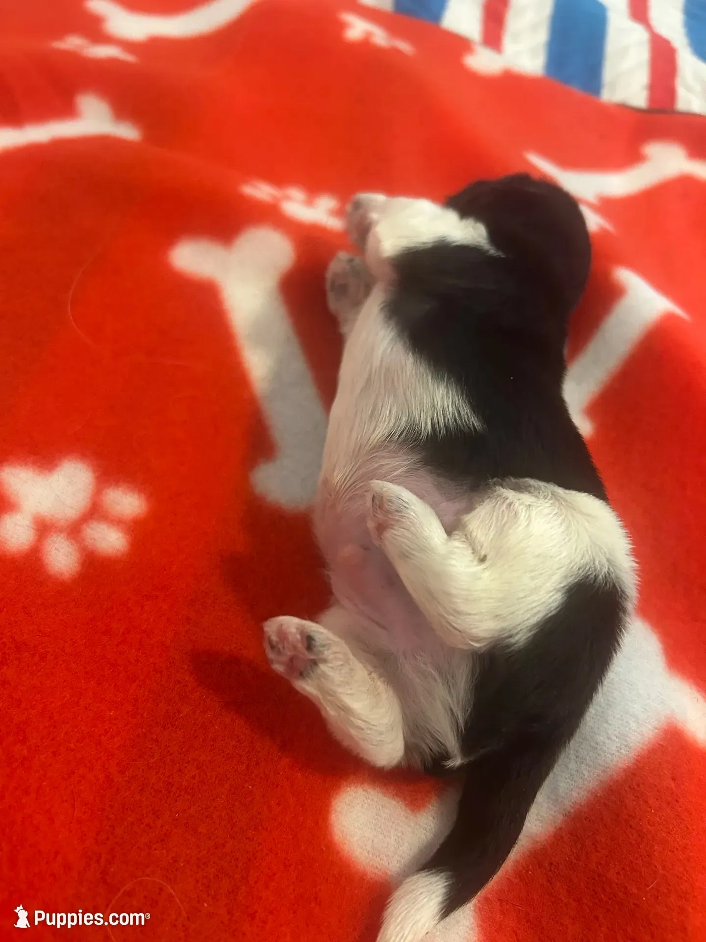 FULL AKC MALE 2 Champion Grandparents, a male Shih Tzu for sale in Chico, CA – 5 of 8