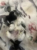 AKC 2 Champion Grandparents full registeration, a male Shih Tzu for sale in Chico, CA – 3 of 6