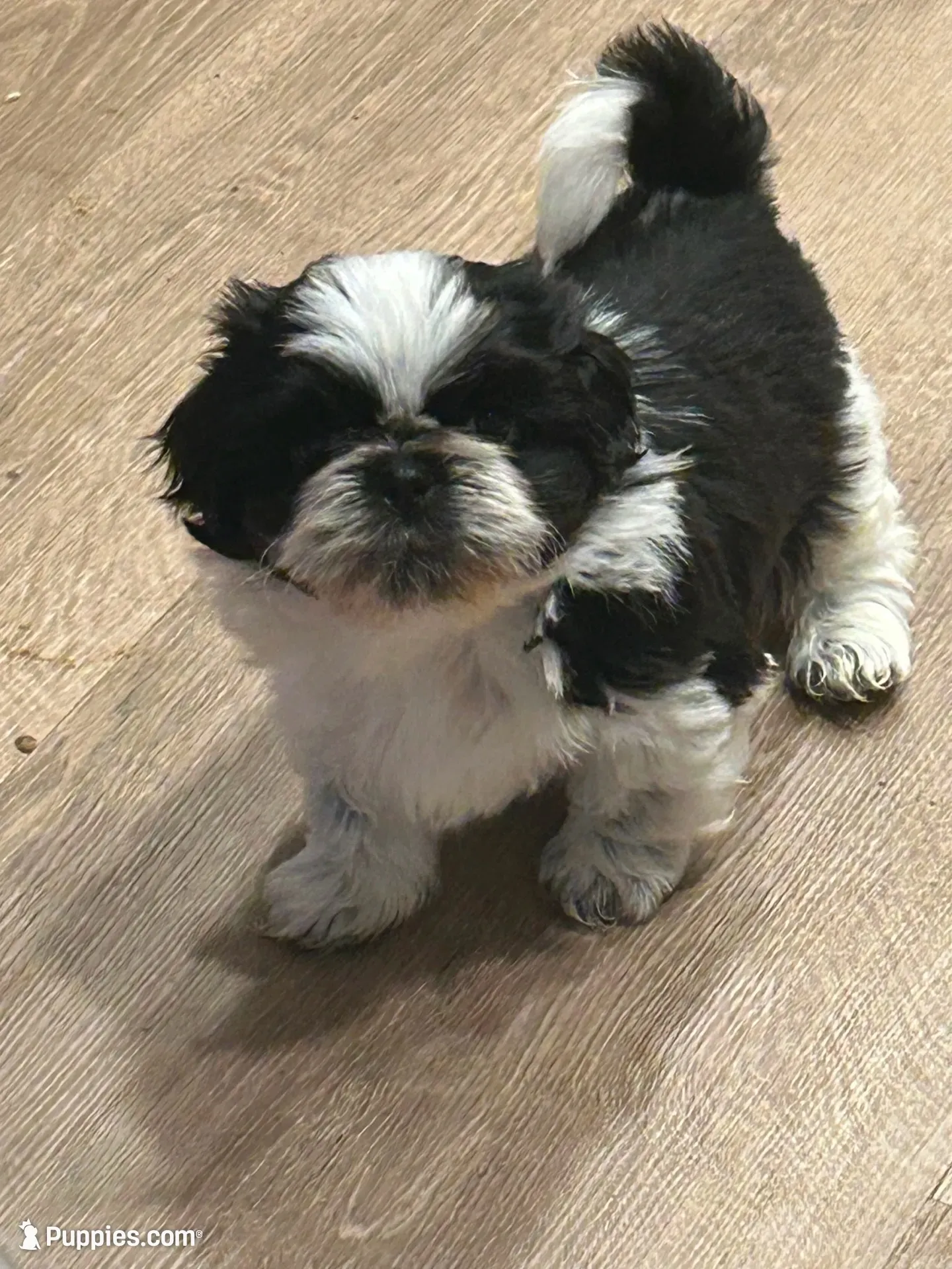 FULL AKC MALE 2 Champion Grandparents, a male Shih Tzu for sale in Chico, CA – 8 of 8
