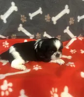 AKC full registeration MALE with 2 Champion Grandparents, a male Shih Tzu for sale in Chico, CA – 3 of 8