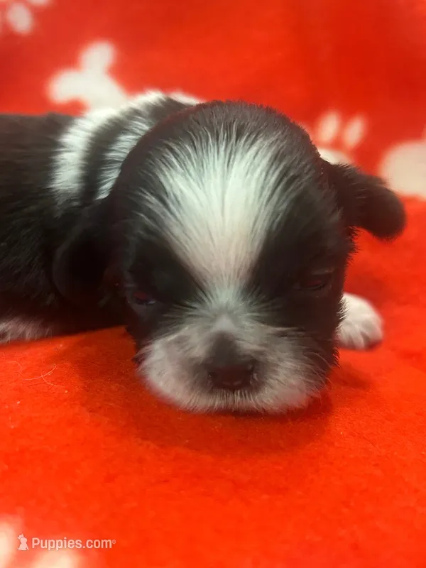 2 Champion Grandparents  MALE  Full AKC – Shih Tzu puppy for sale in Chico, CA